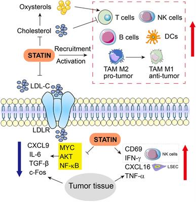 Statin therapy: a potential adjuvant to immunotherapies in hepatocellular carcinoma